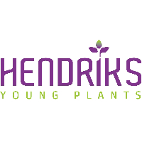 Blue10 referentie hendriks young plants