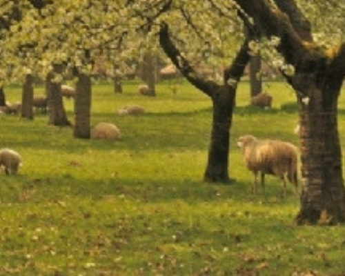 Stichting het Limburgs Landschap